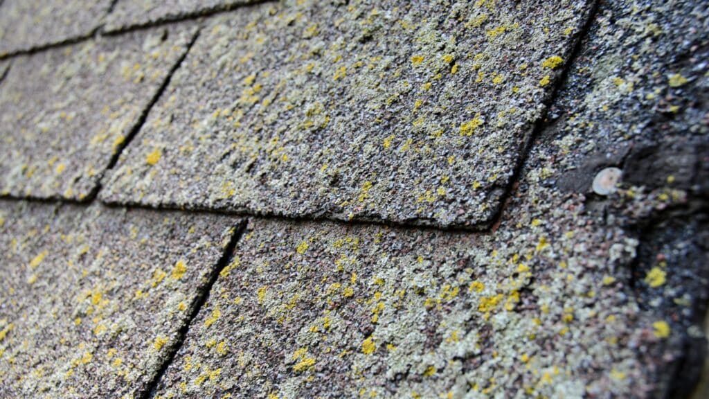 Black-Streaks-on-Your-Roof-Why-NW-Ohio-Homes-Get-Algae-and-How-to-Fix-It-Combination-of-Lichen-Frogtown-Roofing-Ohio